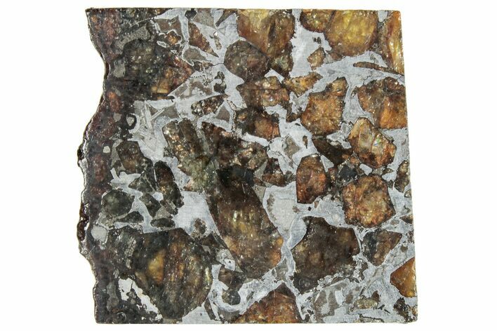 Brahin Pallasite Meteorite ( g) Slice - Belarus #291294